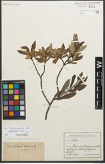 Foto von Salix glaucosericea Flod. x Salix hegetschweileri Heer